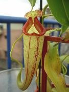 Nepenthes talangensis x maxima